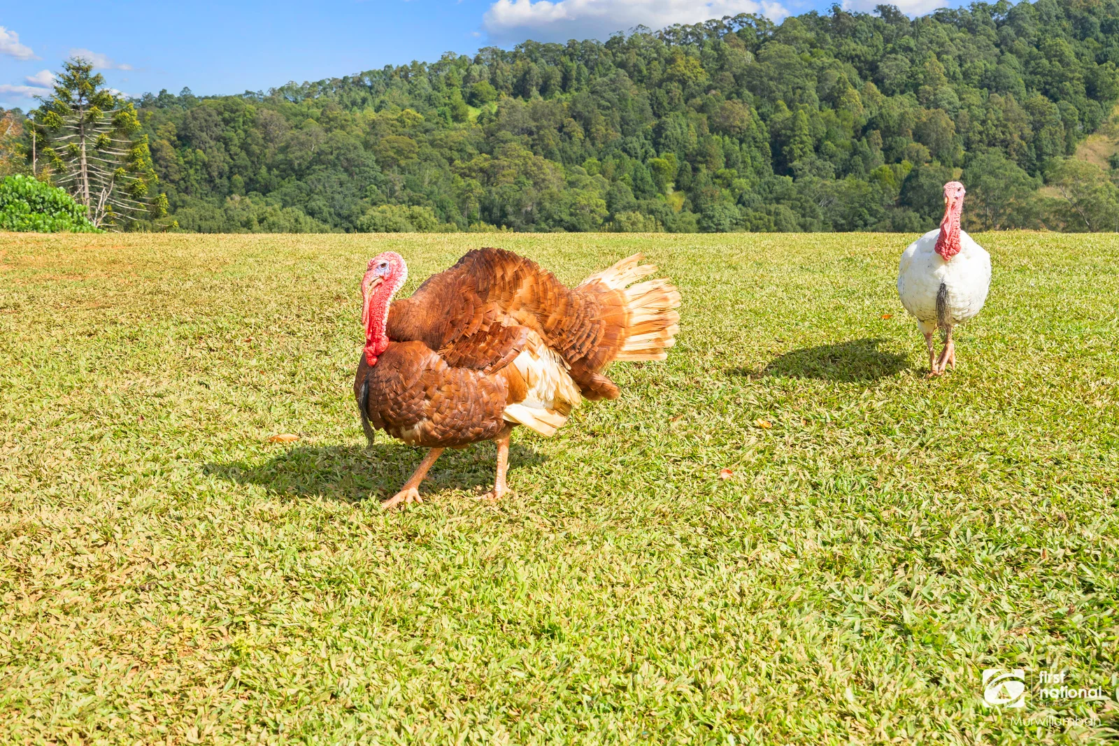Additional image 33 of 584 Nobbys Creek Road, Nobbys Creek NSW 2484