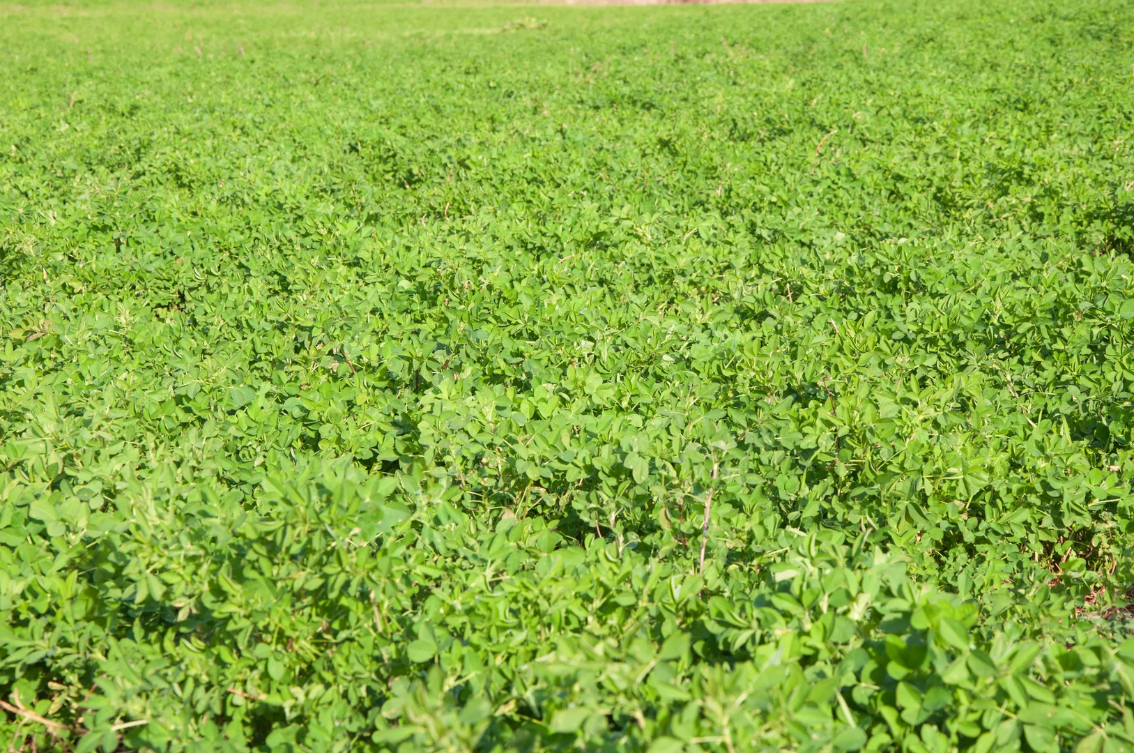 Additional image 26 of 'Billaroy' 395 Turanville Rd, Scone NSW 2337