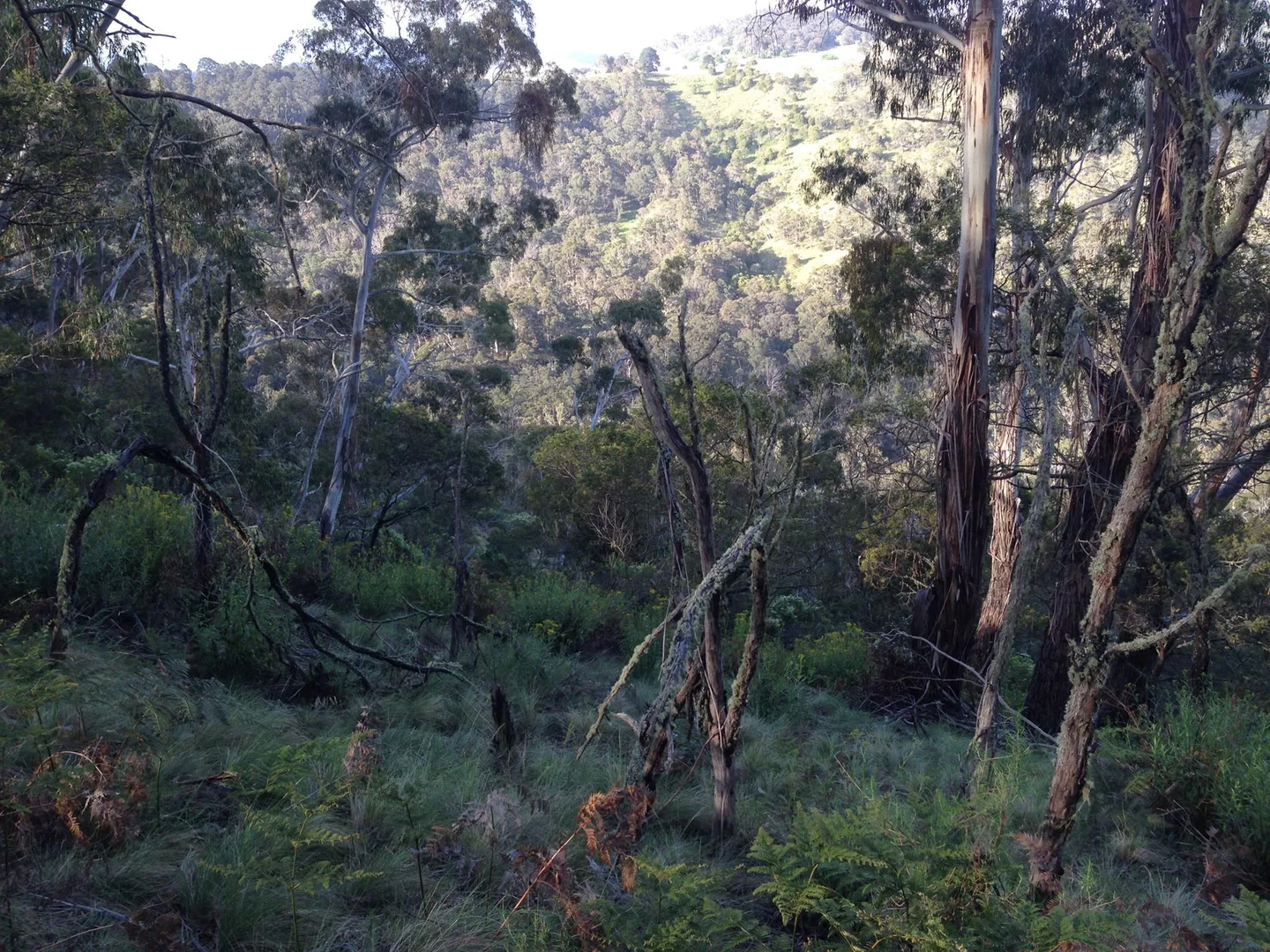 Additional image 7 of Lot 26 Big Jack Mountain Road, Cathcart NSW 2632