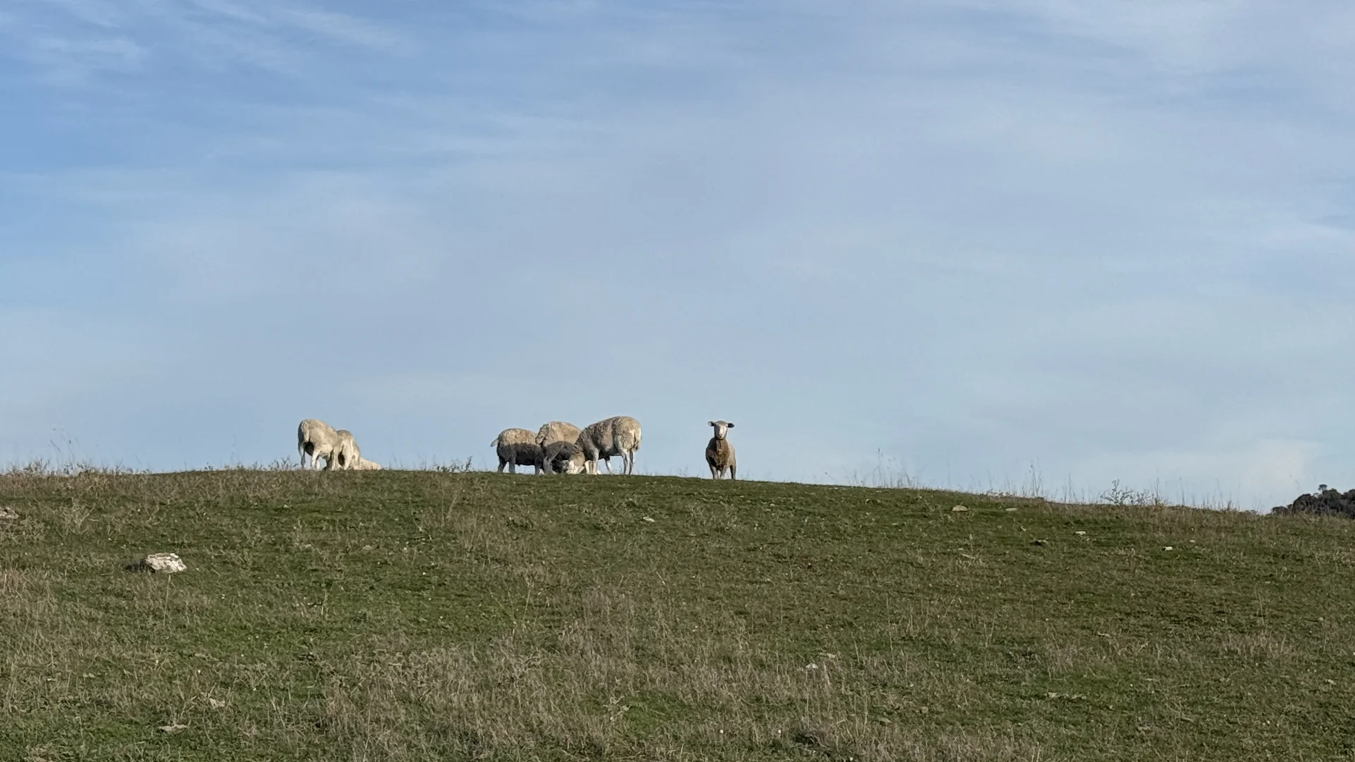 Additional image 17 of 175 Pethers Lane, Millicent SA 5280