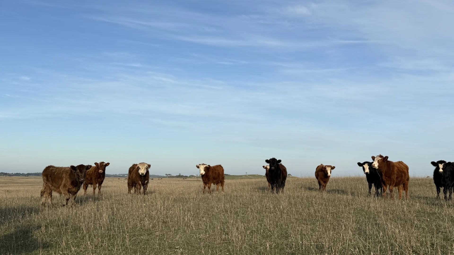 Additional image 16 of 175 Pethers Lane, Millicent SA 5280