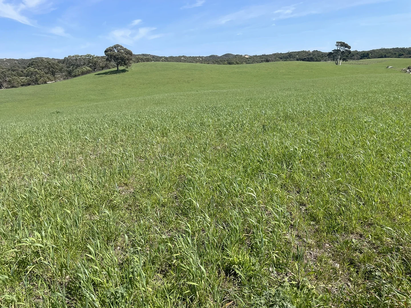 Additional image 6 of 175 Pethers Lane, Millicent SA 5280