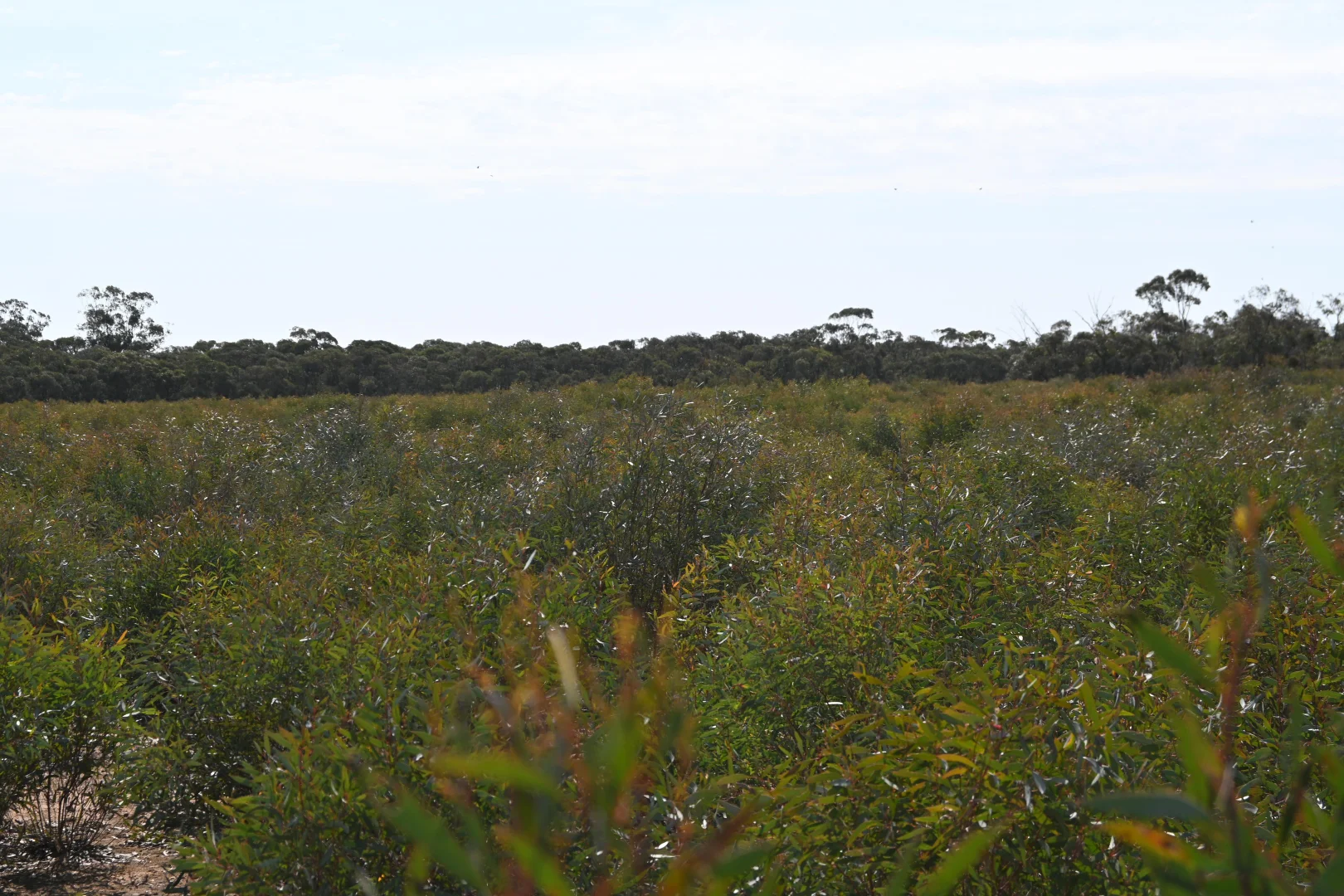 Additional image 10 of 17, A KURTING KINGOWER ROAD, Kingower VIC 3517