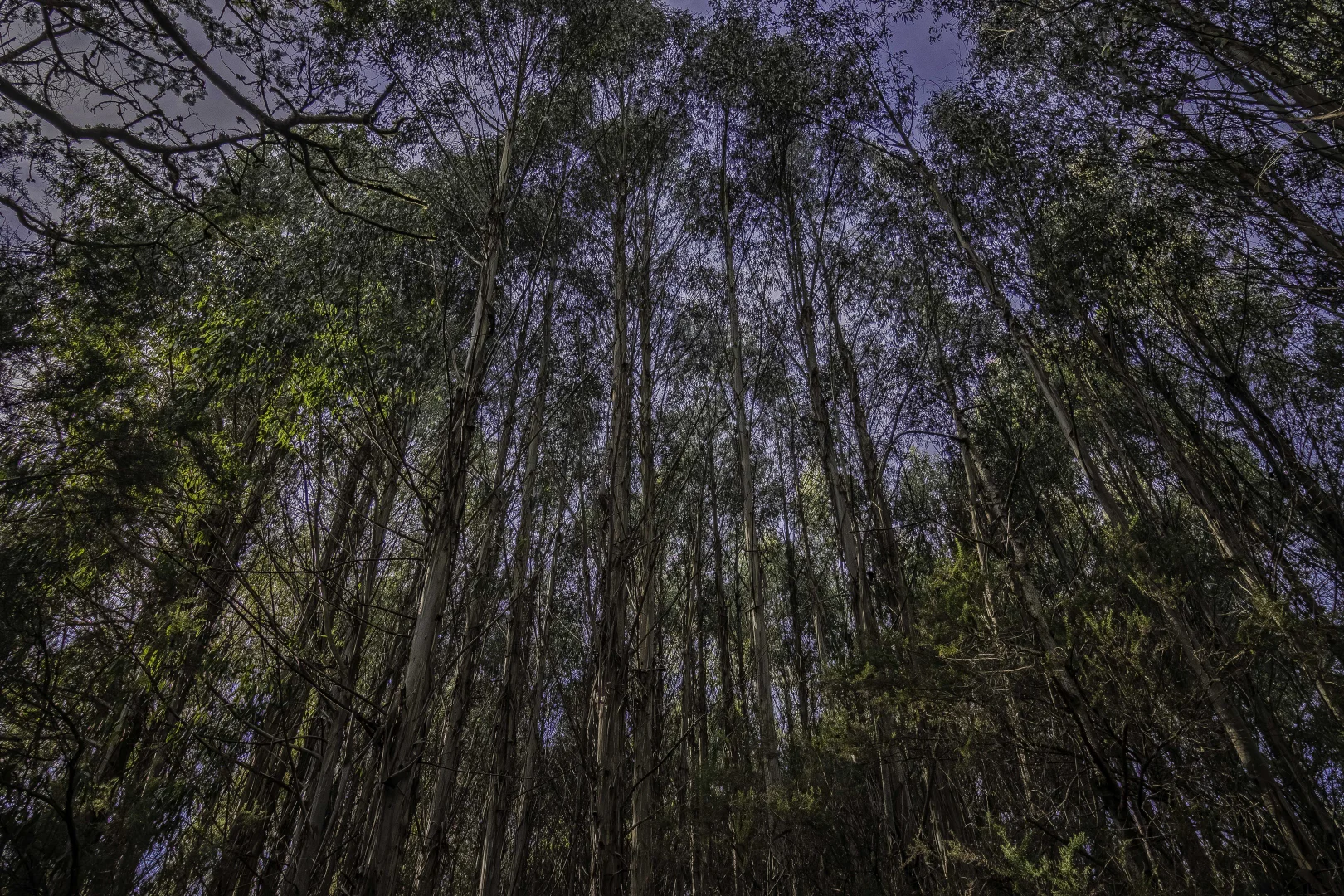 Additional image 20 of Judbury TAS 7109