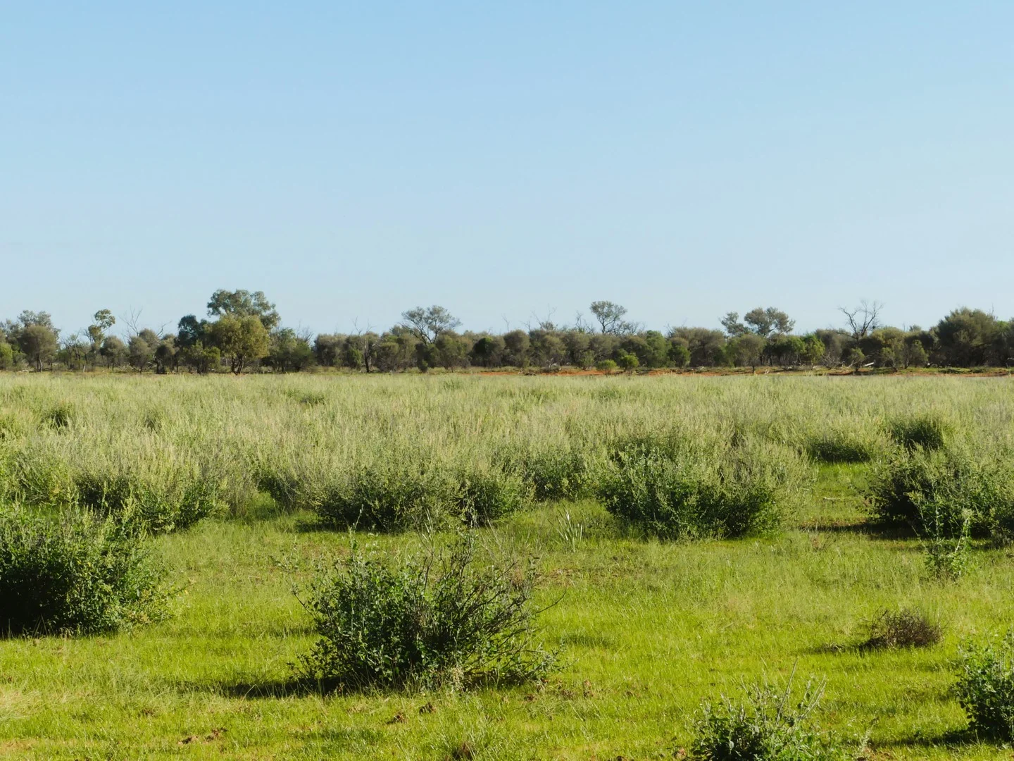 'Wyuna & Neverfail' 5643 Pitherty Road, Eulo QLD 4491