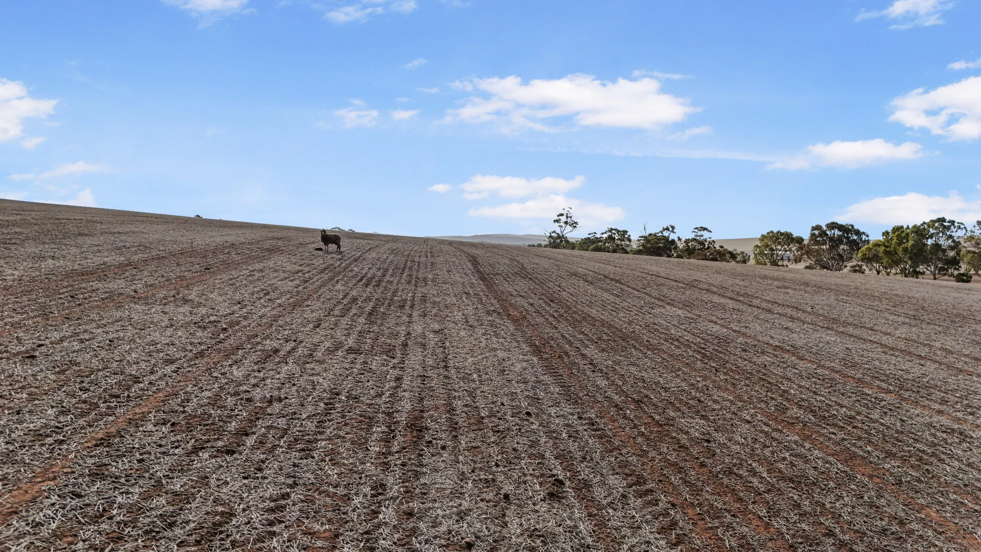 Additional image 14 of Lot 366 Horrocks Highway, Undalya SA 5451