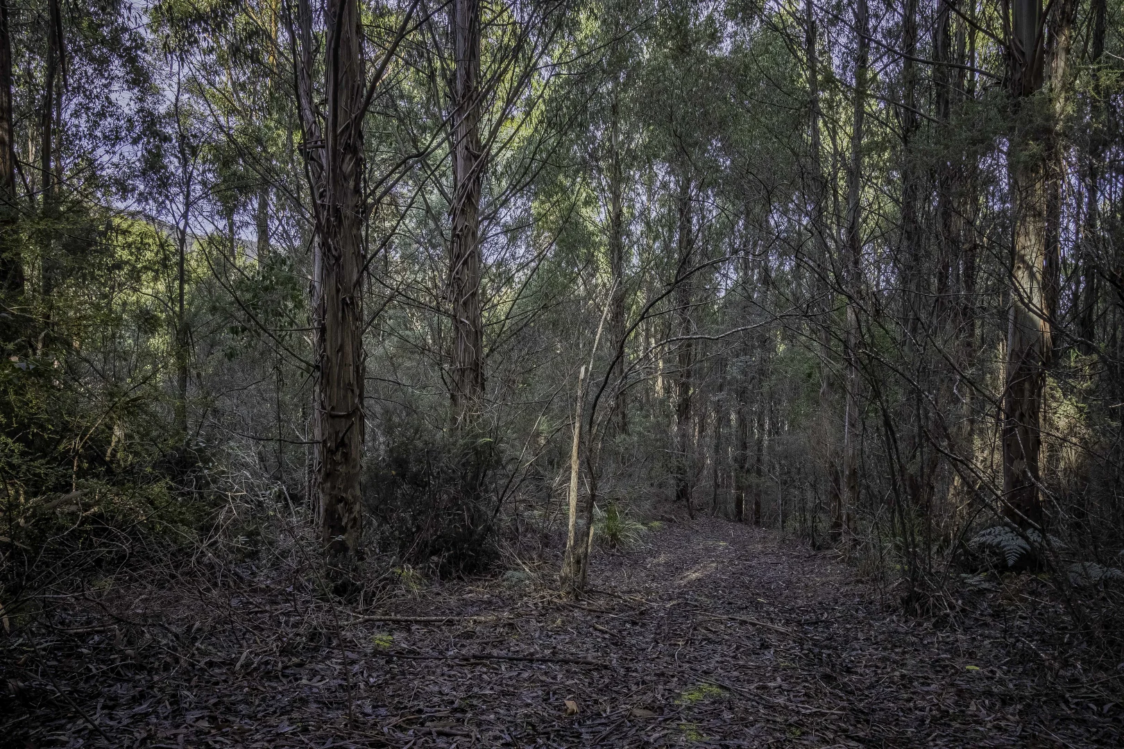 Additional image 14 of Judbury TAS 7109