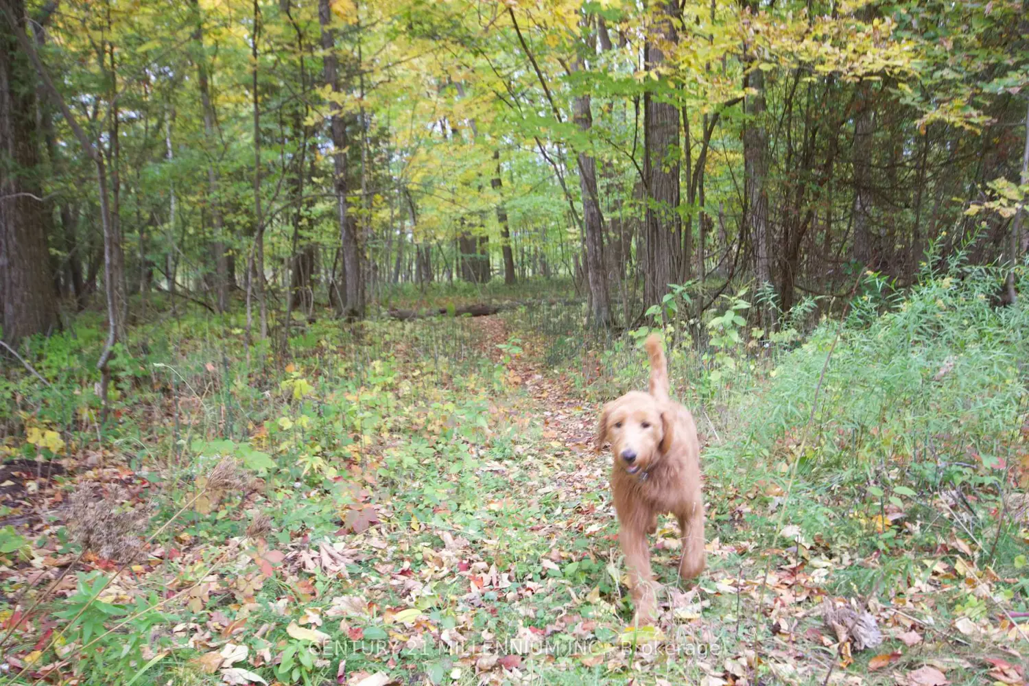 Additional image 4 of 11 Knox Road