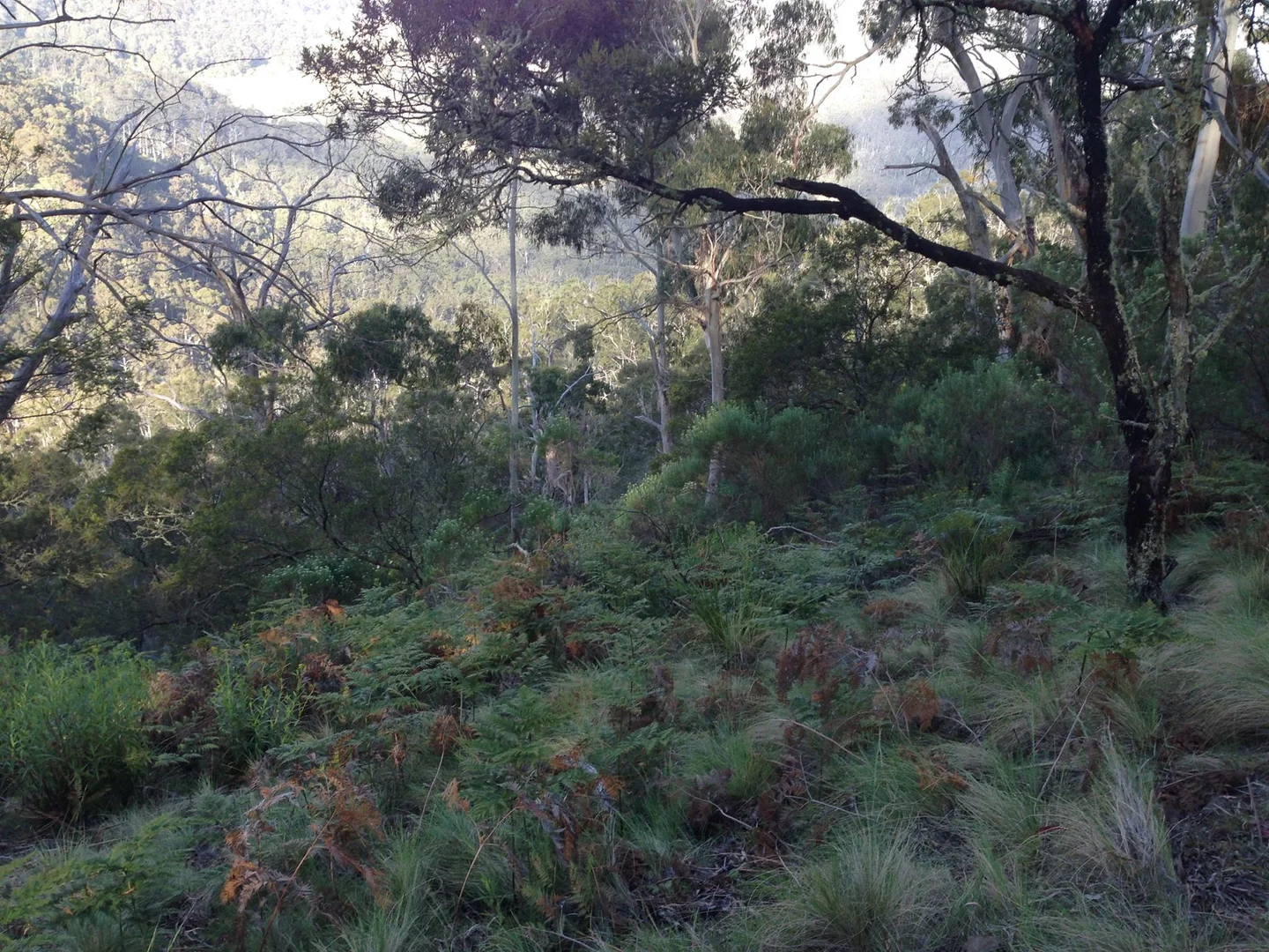 Additional image 6 of Lot 26 Big Jack Mountain Road, Cathcart NSW 2632