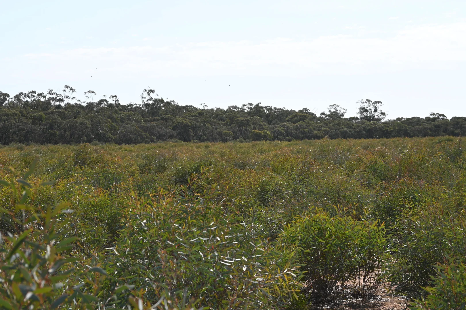 Additional image 4 of 17, A KURTING KINGOWER ROAD, Kingower VIC 3517