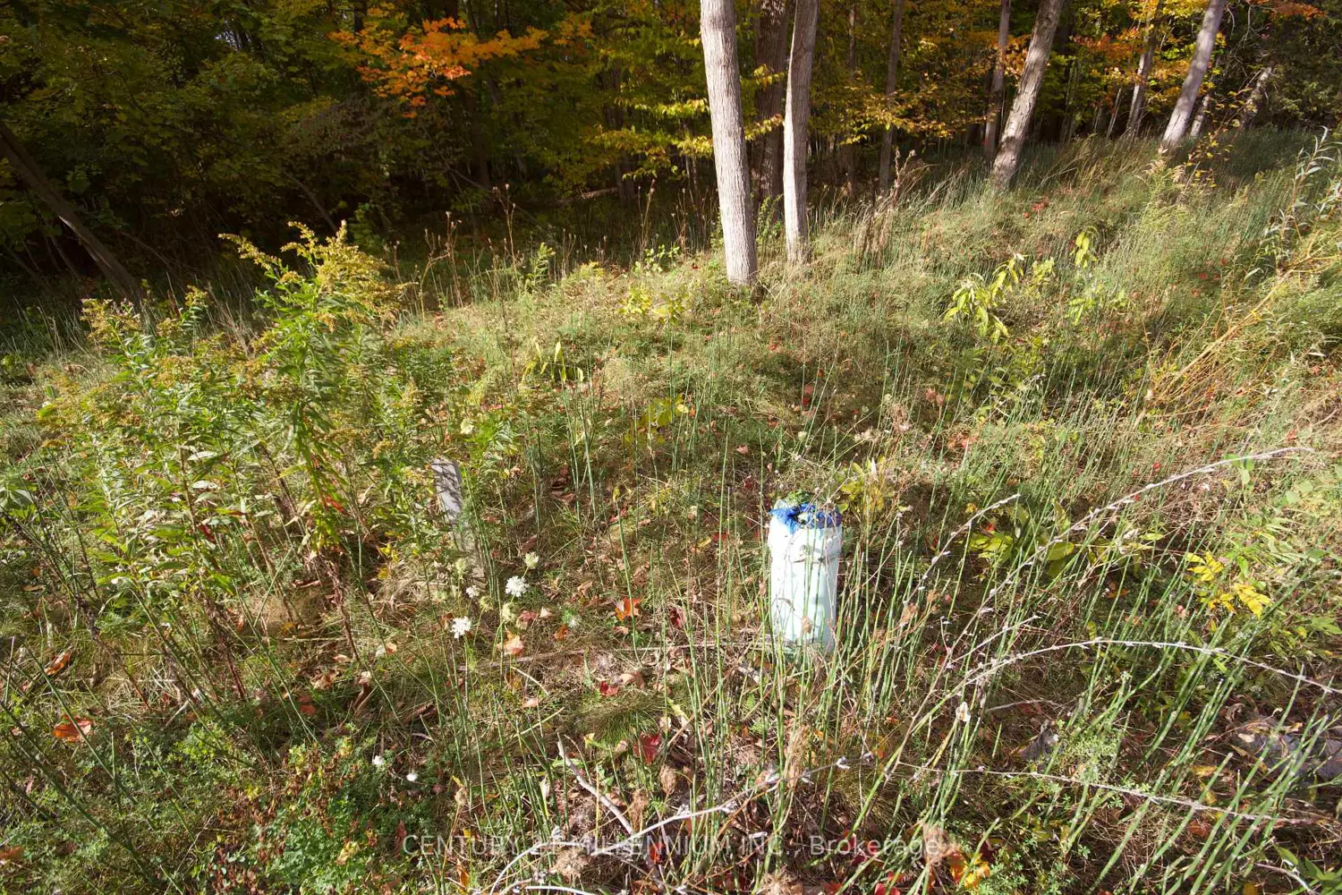 Additional image 5 of 11 Knox Road