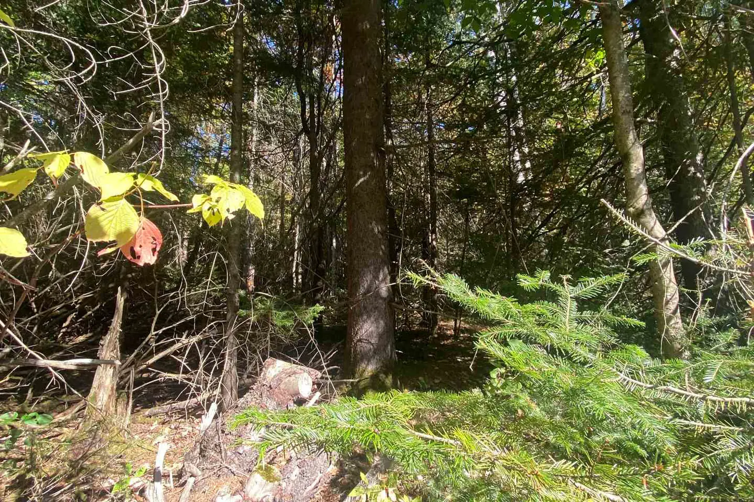 Additional image 4 of 0-1 So Ho Mish Road