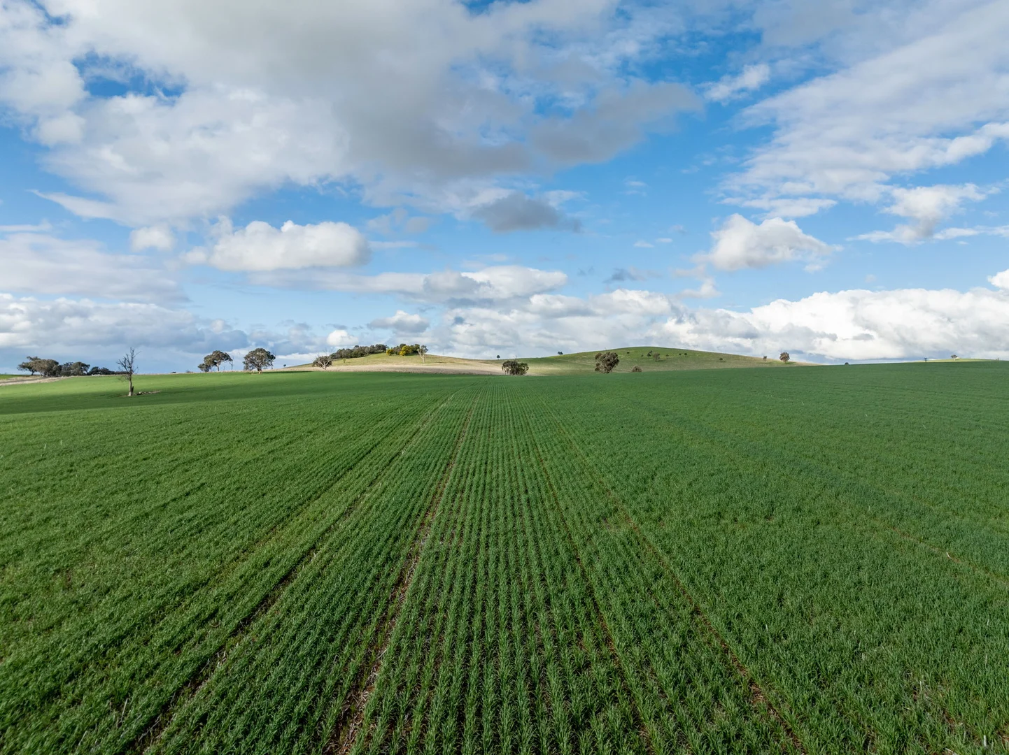 Additional image 20 of 'Darmody's', 969 Brial Rd, Boorowa NSW 2586