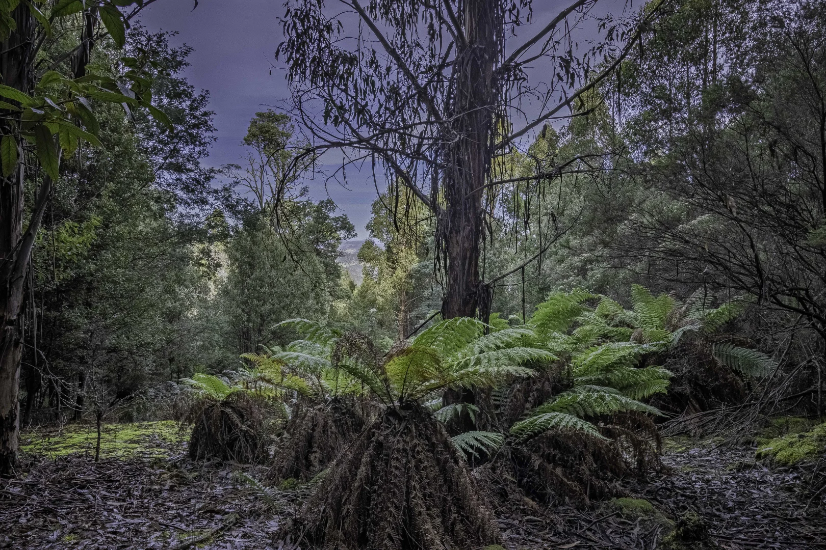 Additional image 2 of Judbury TAS 7109