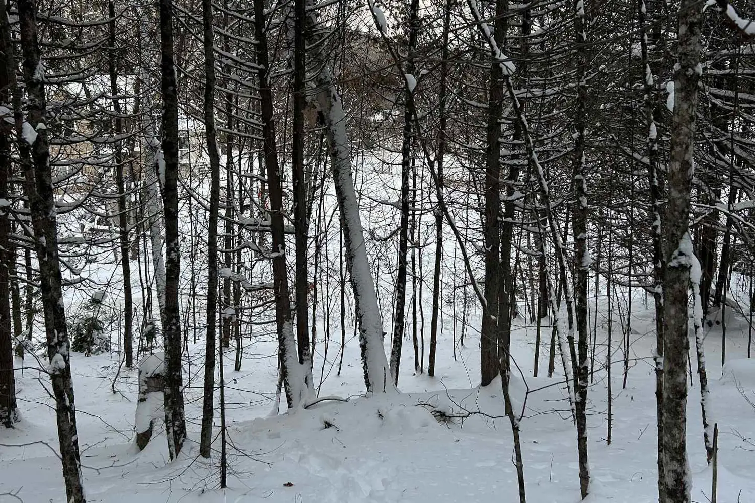 Additional image 4 of 0 Pineridge Road