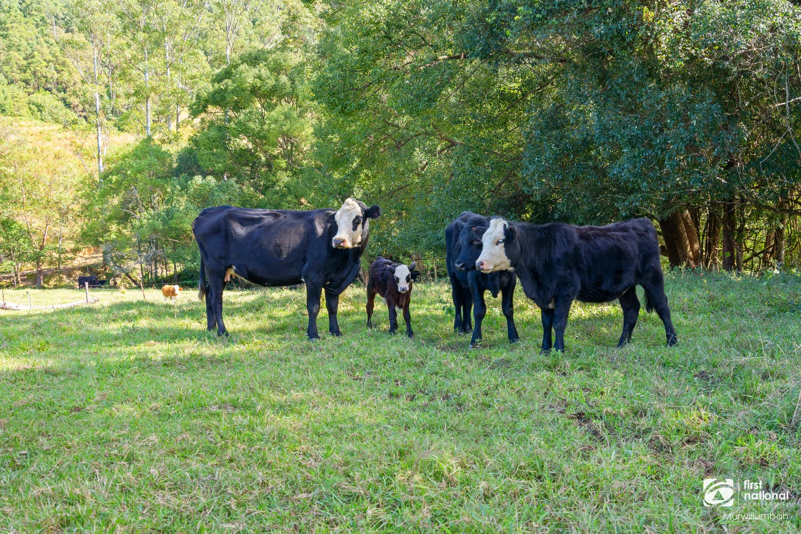 Additional image 32 of 584 Nobbys Creek Road, Nobbys Creek NSW 2484