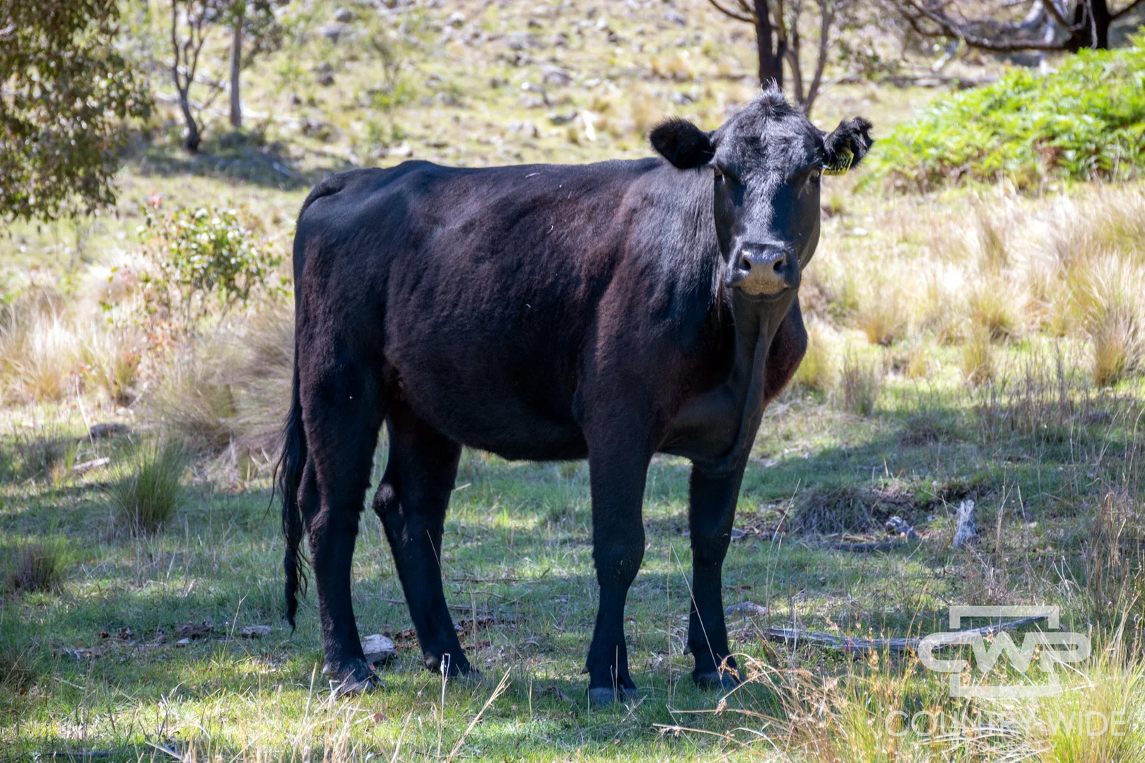 Additional image 16 of 11, - Ten Mile Rd, Deepwater NSW 2371