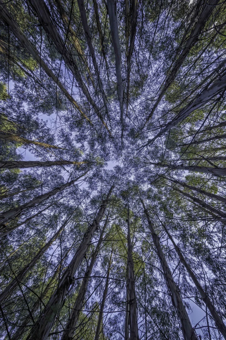 Additional image 5 of Judbury TAS 7109