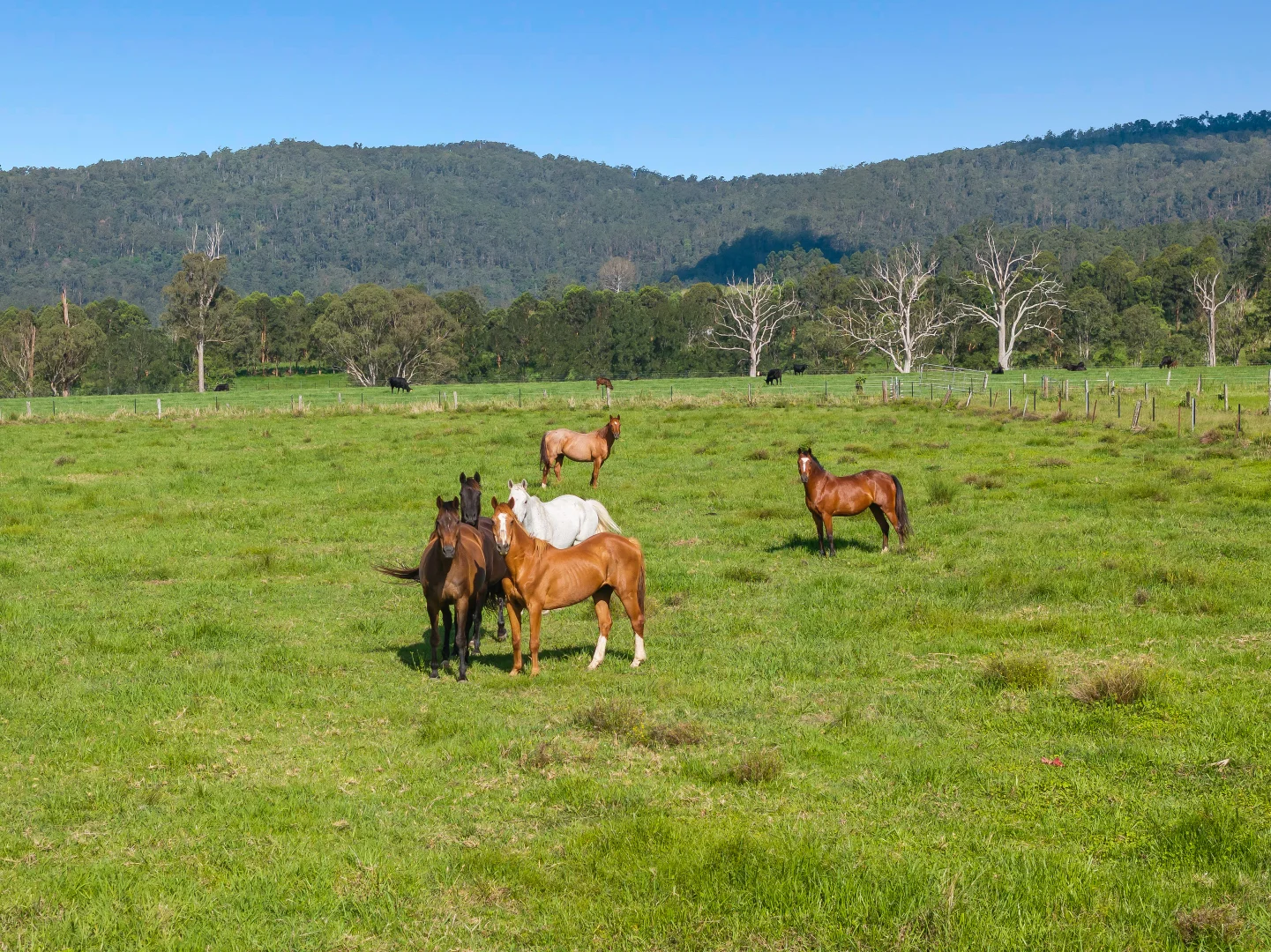 Additional image 8 of 119 Duck Creek Road, Old Bonalbo NSW 2469