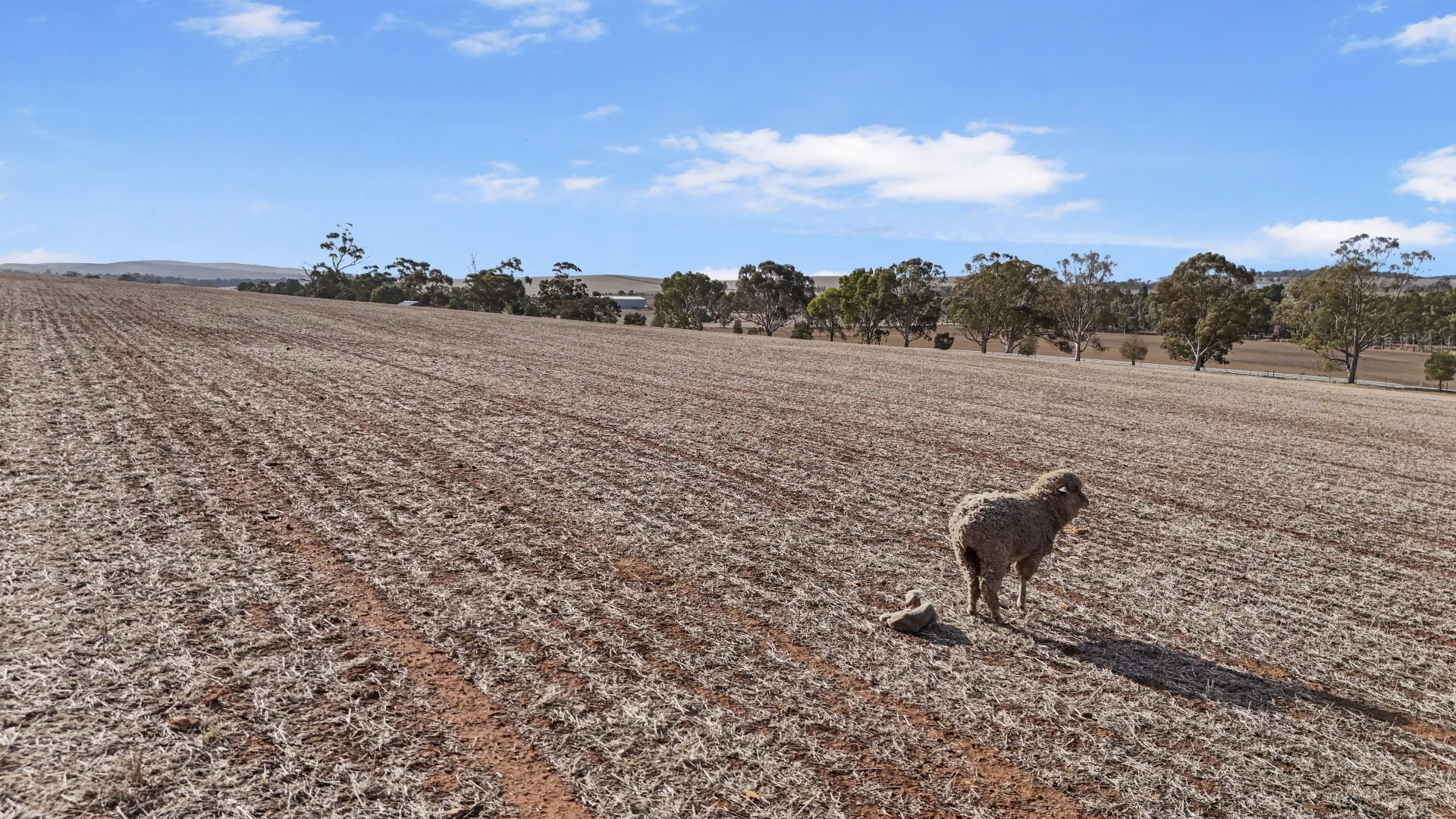 Additional image 15 of Lot 366 Horrocks Highway, Undalya SA 5451