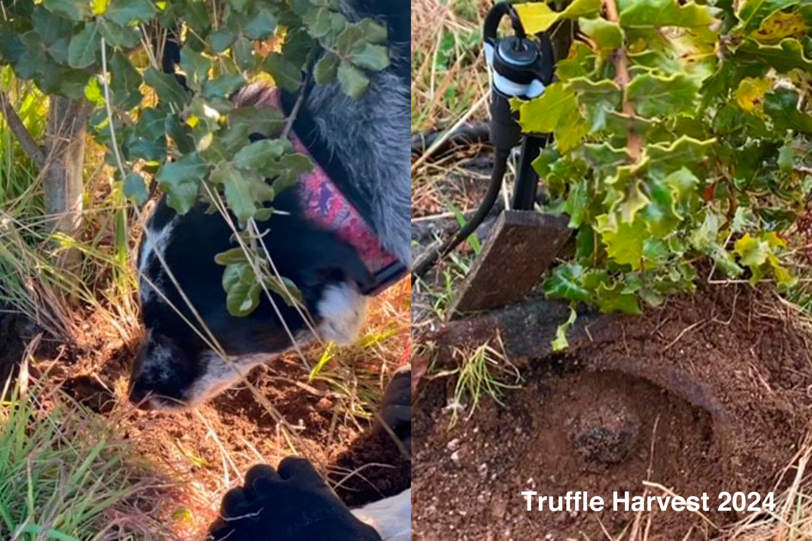 Additional image 21 of 679 Dallistons Road, Barfold VIC 3444