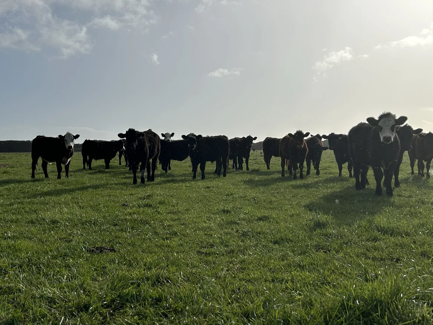 Additional image 8 of 703 Bog Lane, Nora Creina SA 5276