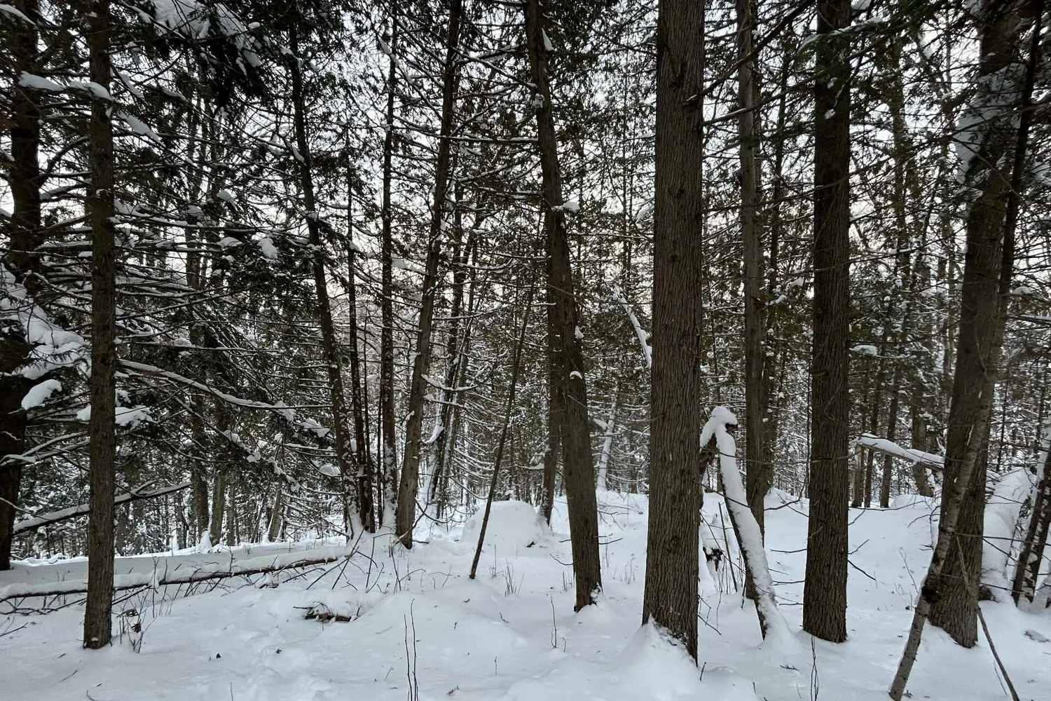 Additional image 6 of 0 Pineridge Road
