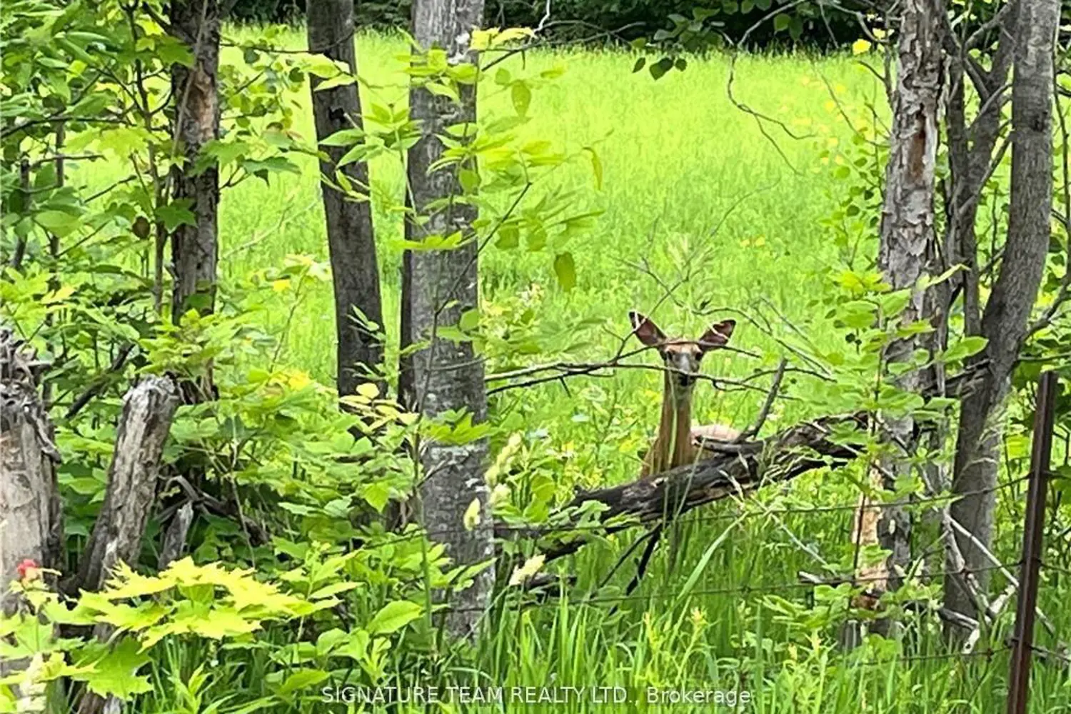 Additional image 6 of 0 Grant Settlement Road