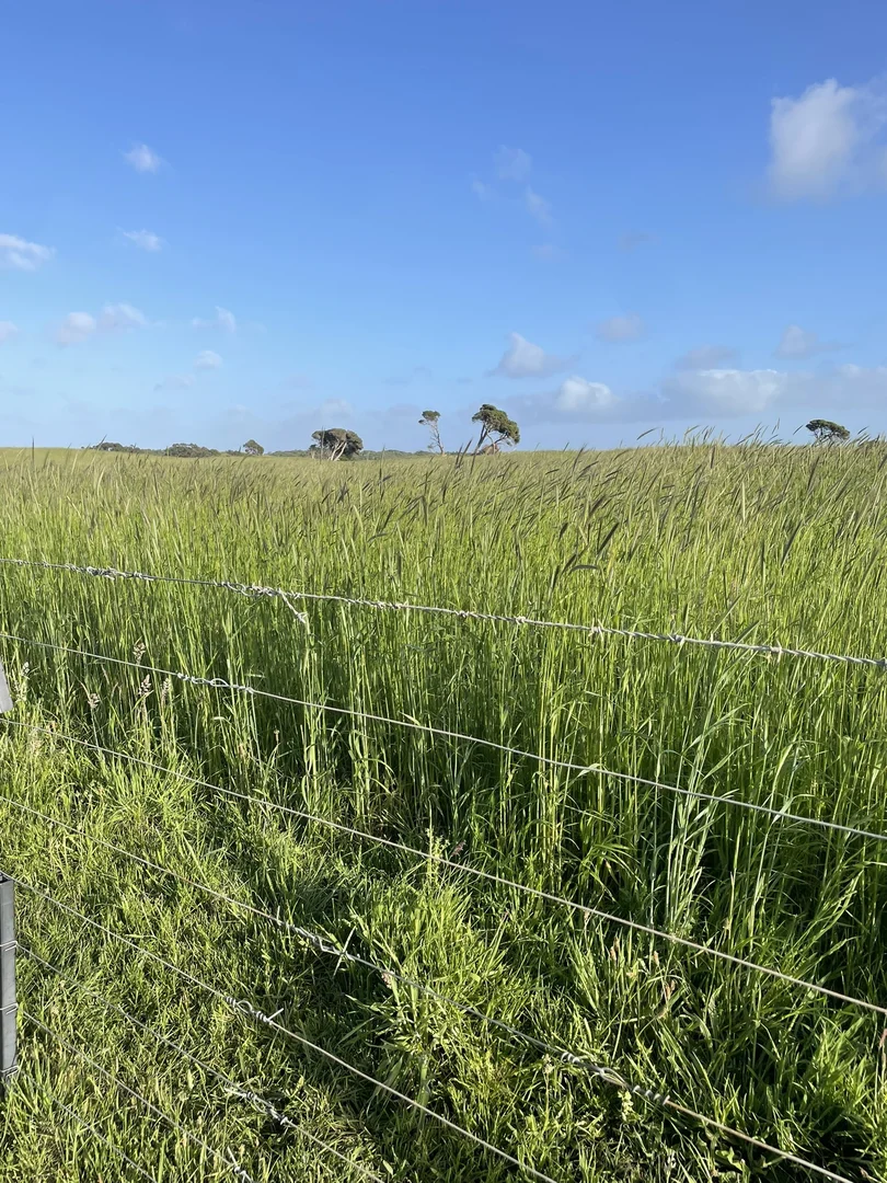 Additional image 5 of 175 Pethers Lane, Millicent SA 5280