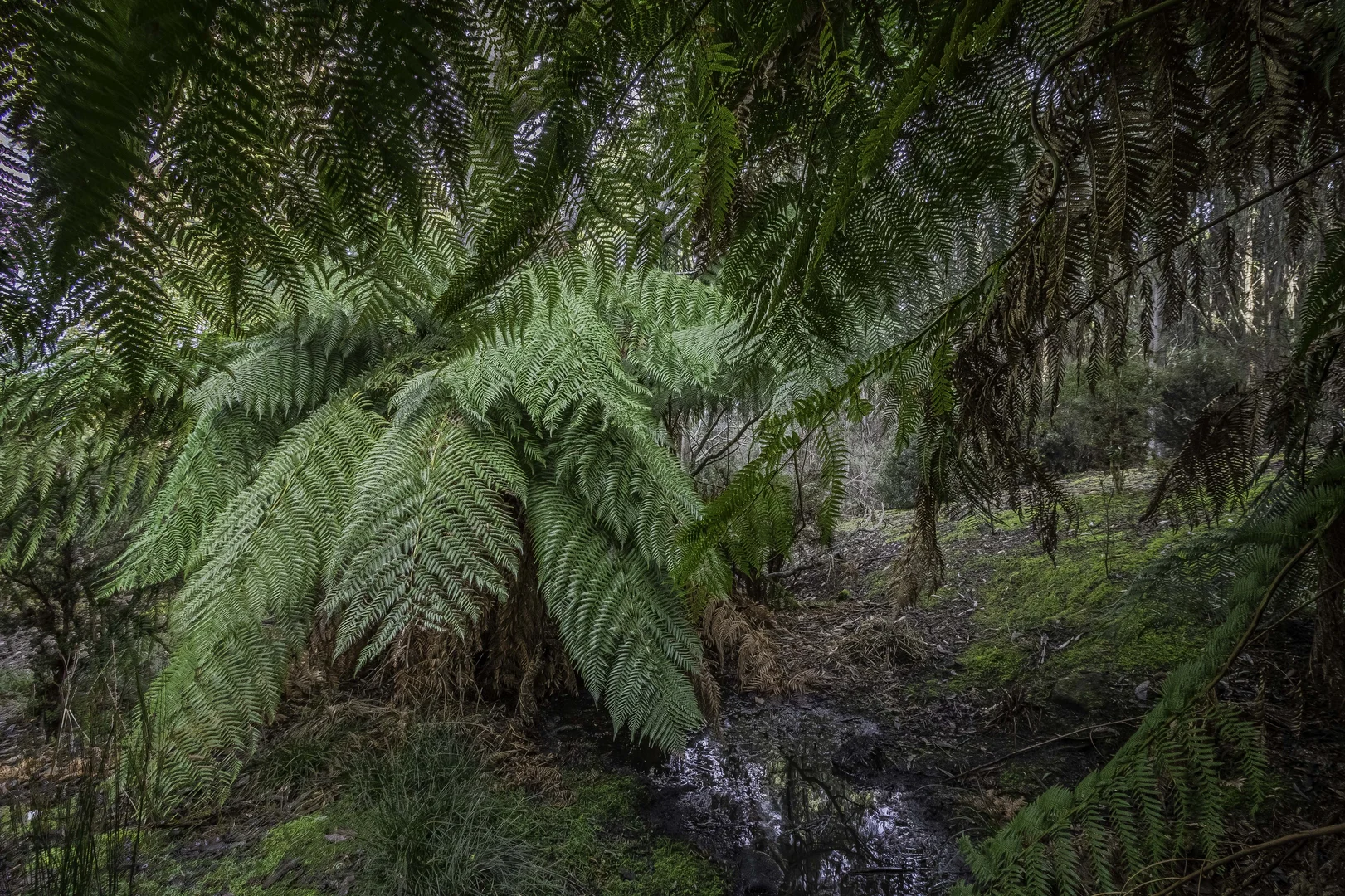 Additional image 11 of Judbury TAS 7109