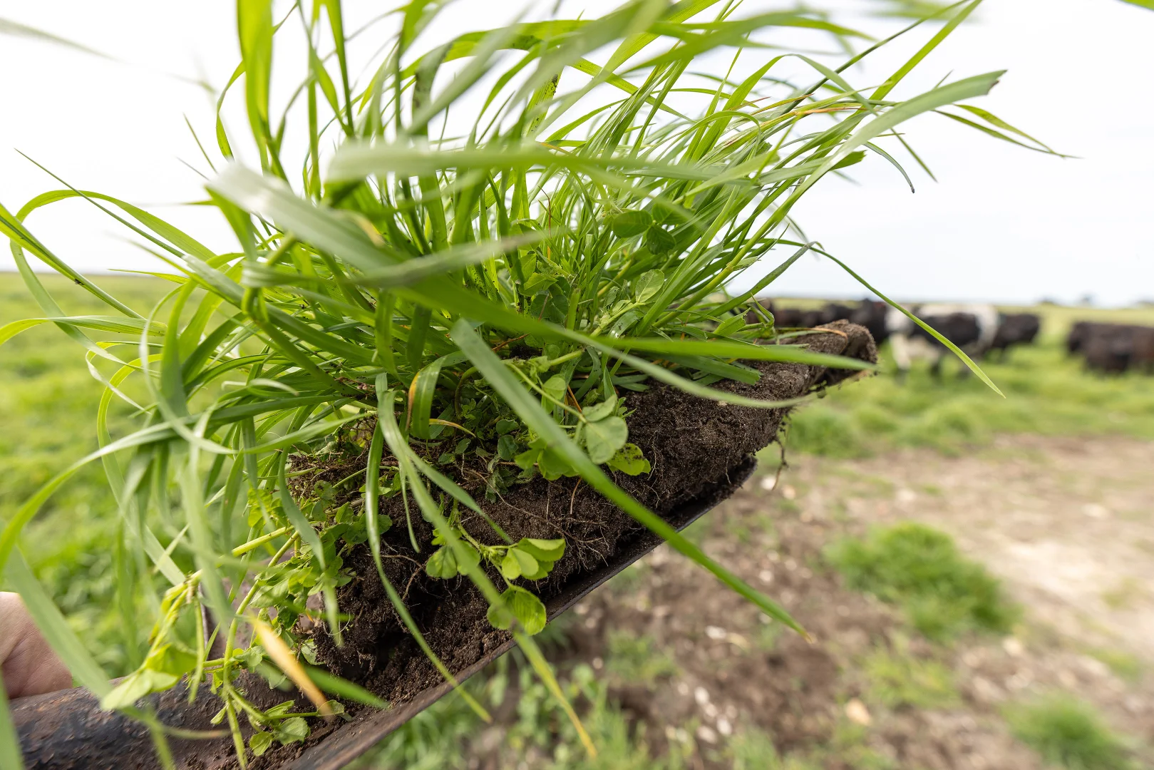 Additional image 18 of 18462 Princes Highway, Kingston Se SA 5275