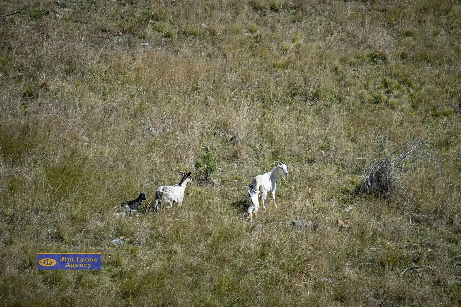 Additional image 5 of "St Kilda"/Lot 2 1001 Ogunbil Road, Dungowan NSW 2340