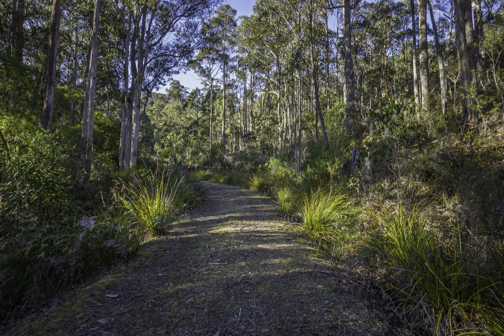 Additional image 21 of Judbury TAS 7109