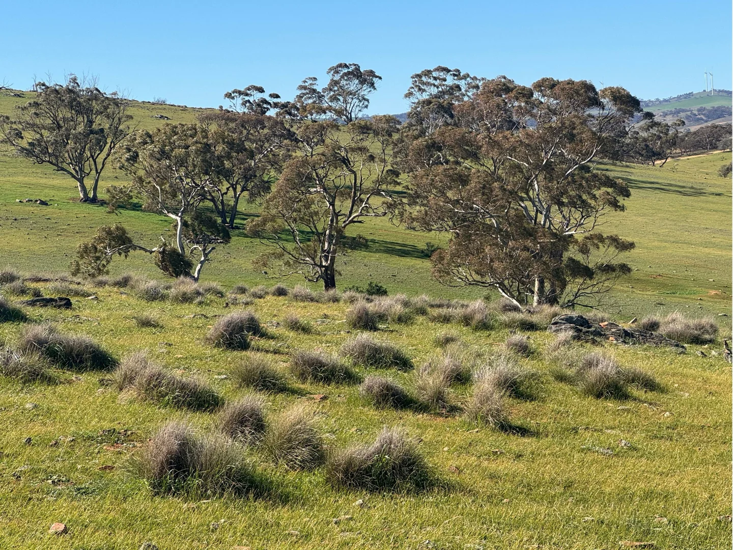 Additional image 6 of 235e Appila-Tarcowie Road, Tarcowie SA 5431