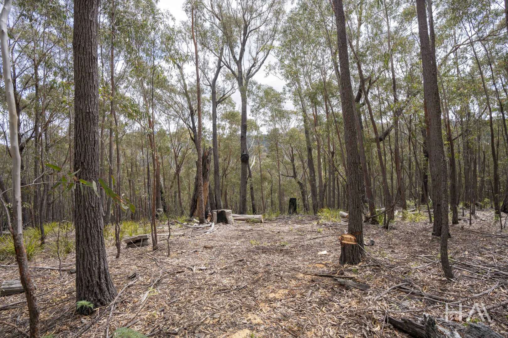 Additional image 10 of 301 Gardiners Creek Road, St Marys TAS 7215