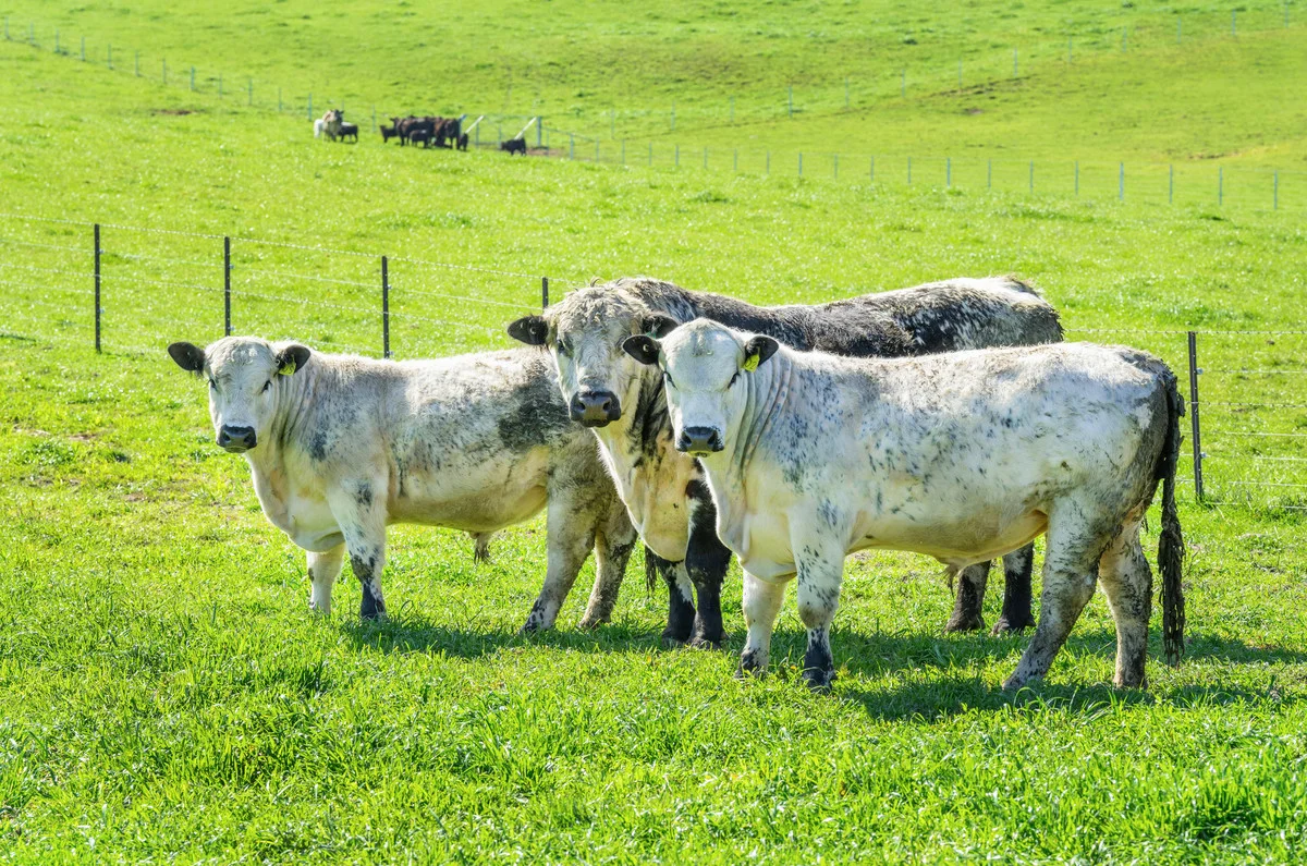 Additional image 8 of 12 Evans Road, Cudgewa VIC 3705