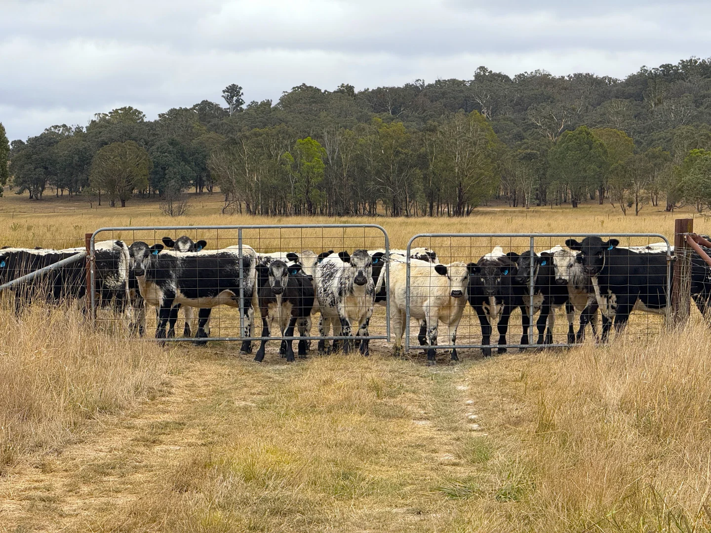 Additional image 11 of 1 Little Plains Road, Blakney Creek NSW 2581