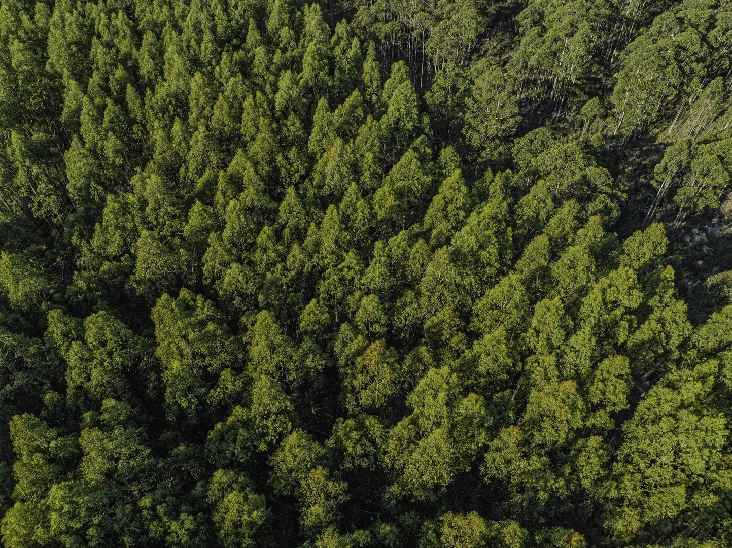 Additional image 19 of Judbury TAS 7109