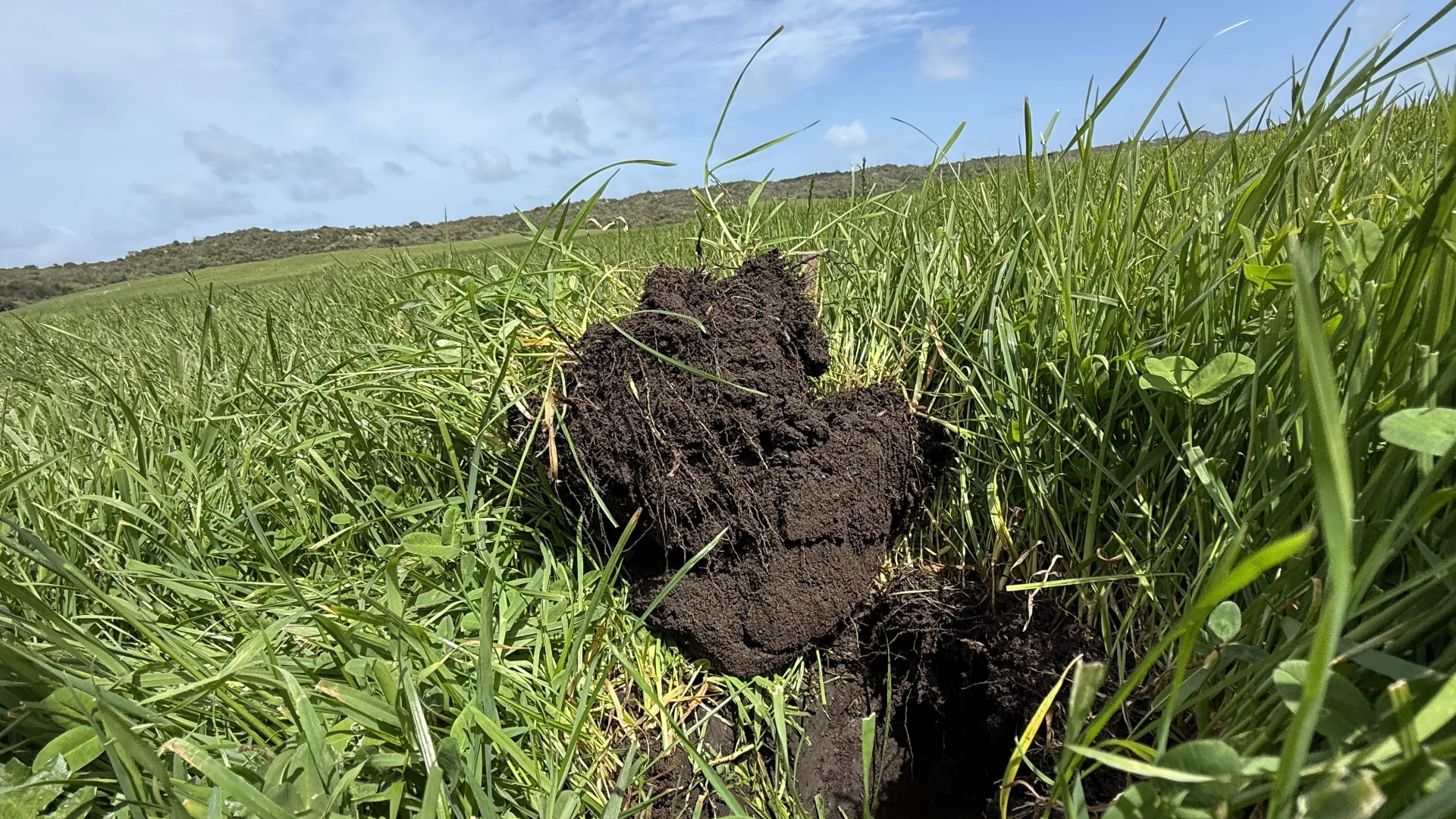 Additional image 3 of 175 Pethers Lane, Millicent SA 5280