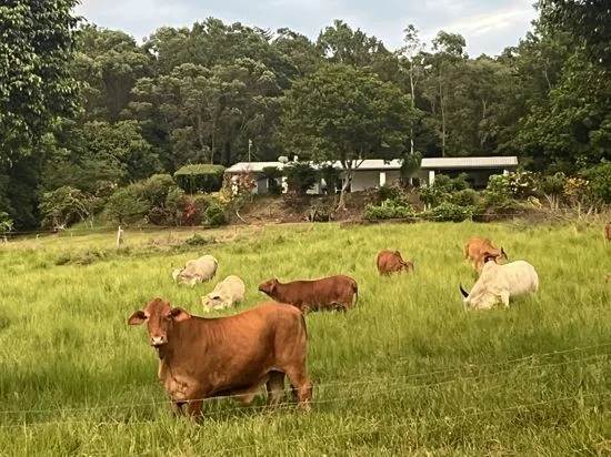 Additional image 3 of 5 Dobbin Road, Warrubullen QLD 4871