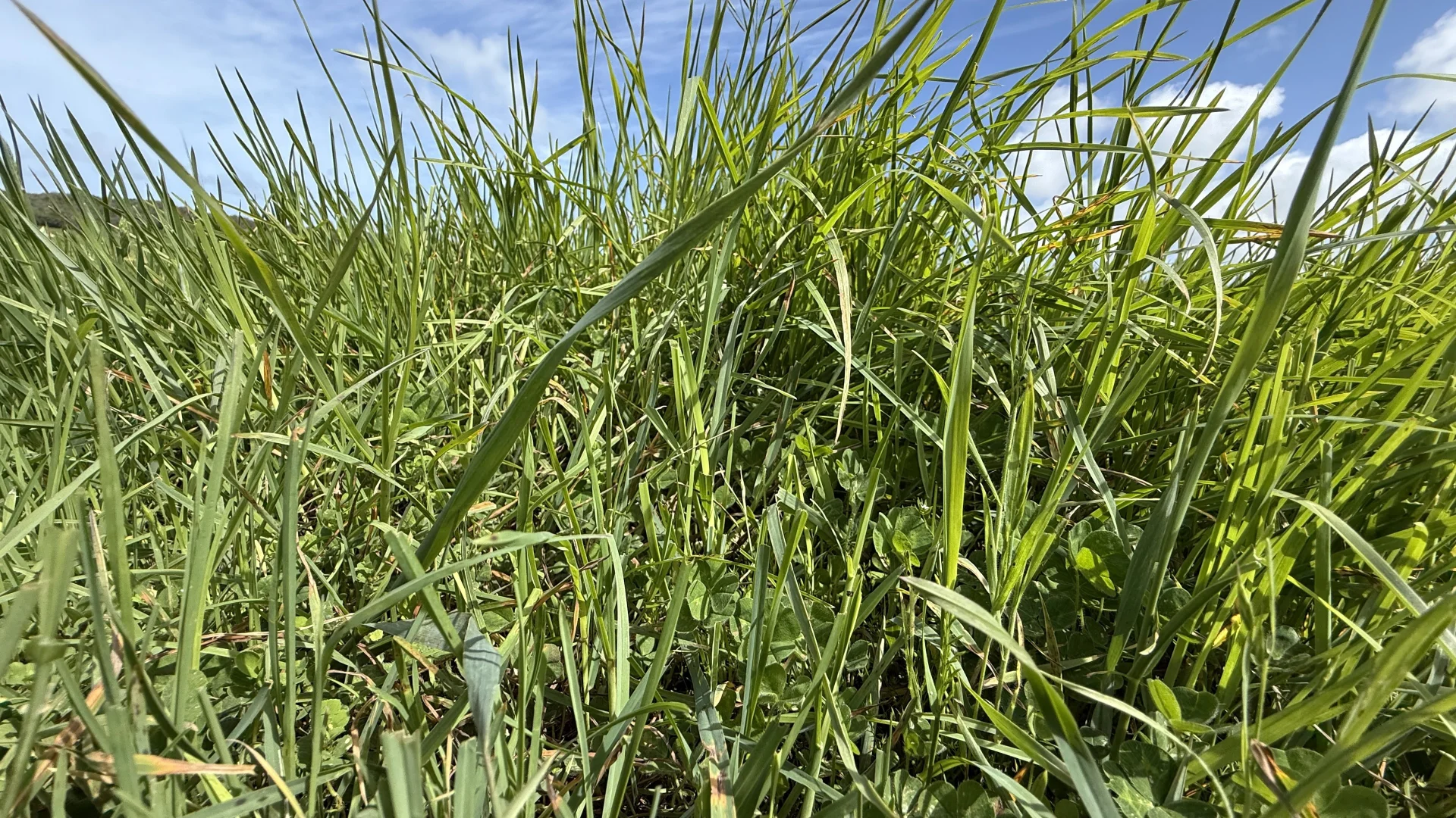 Additional image 2 of 175 Pethers Lane, Millicent SA 5280