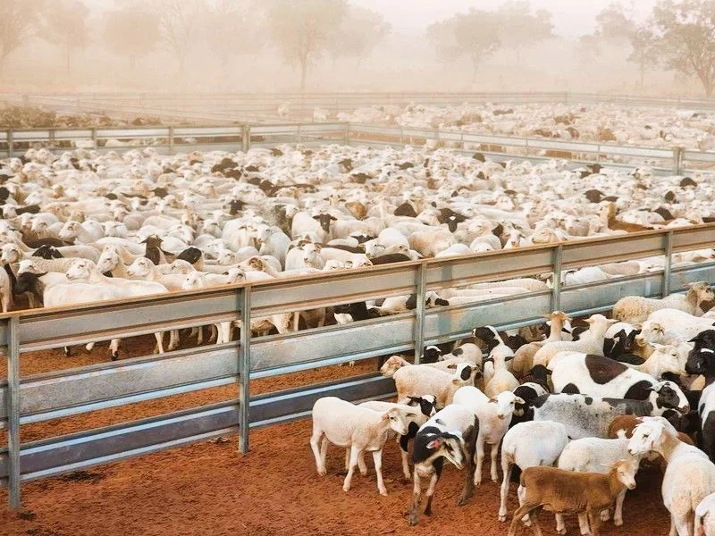 Additional image 17 of 'Wyuna & Neverfail' 5643 Pitherty Road, Eulo QLD 4491