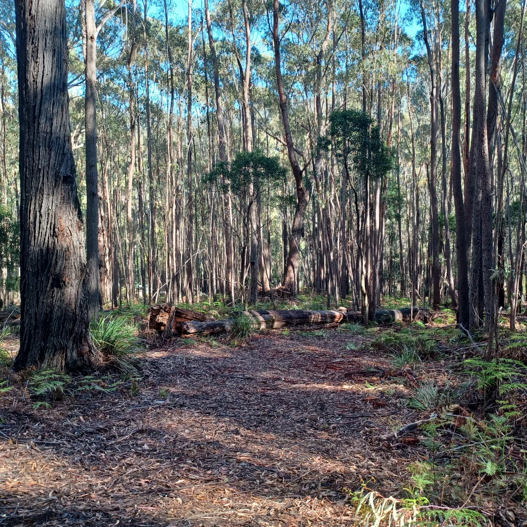 Additional image 5 of 301 Gardiners Creek Road, St Marys TAS 7215