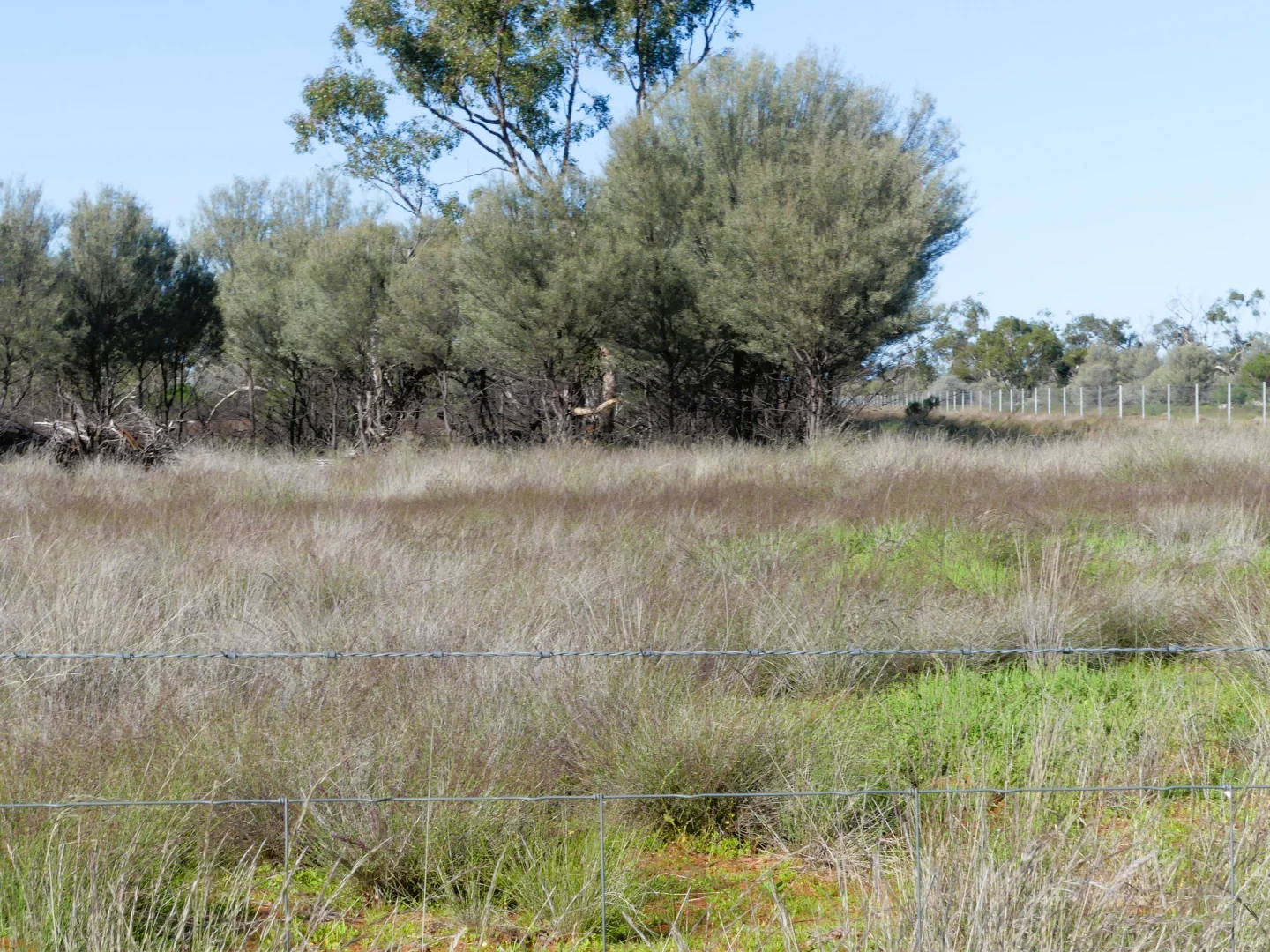 Additional image 7 of 'Wyuna & Neverfail' 5643 Pitherty Road, Eulo QLD 4491