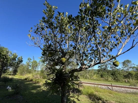 Additional image 31 of 5 Dobbin Road, Warrubullen QLD 4871