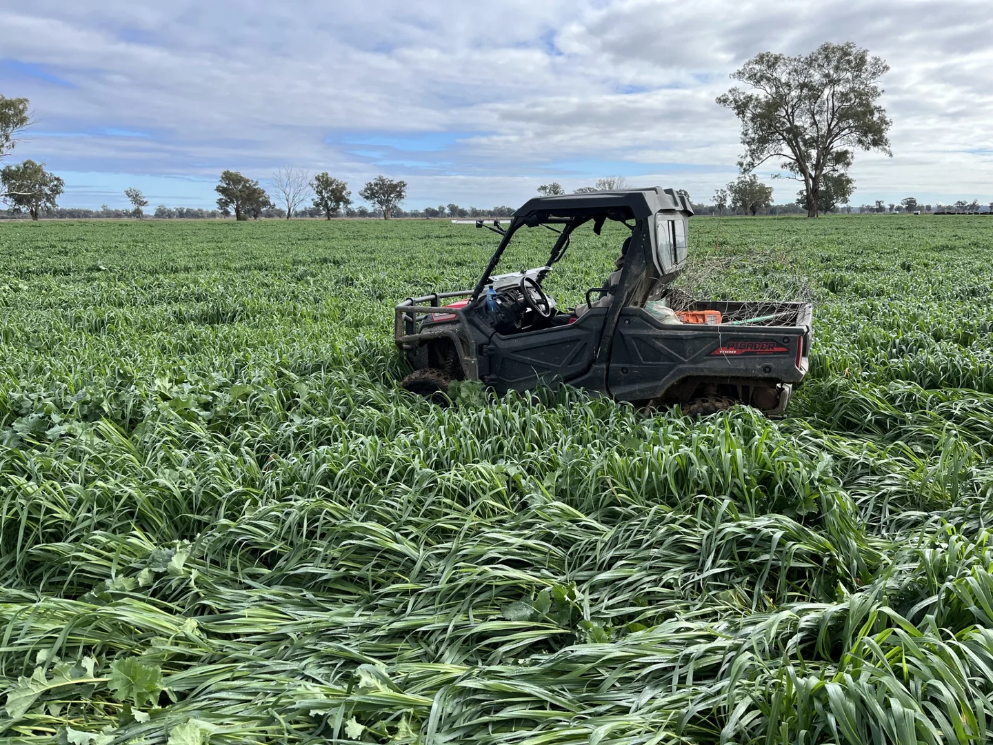 Additional image 4 of 10690 The Escort Way, Forbes NSW 2871