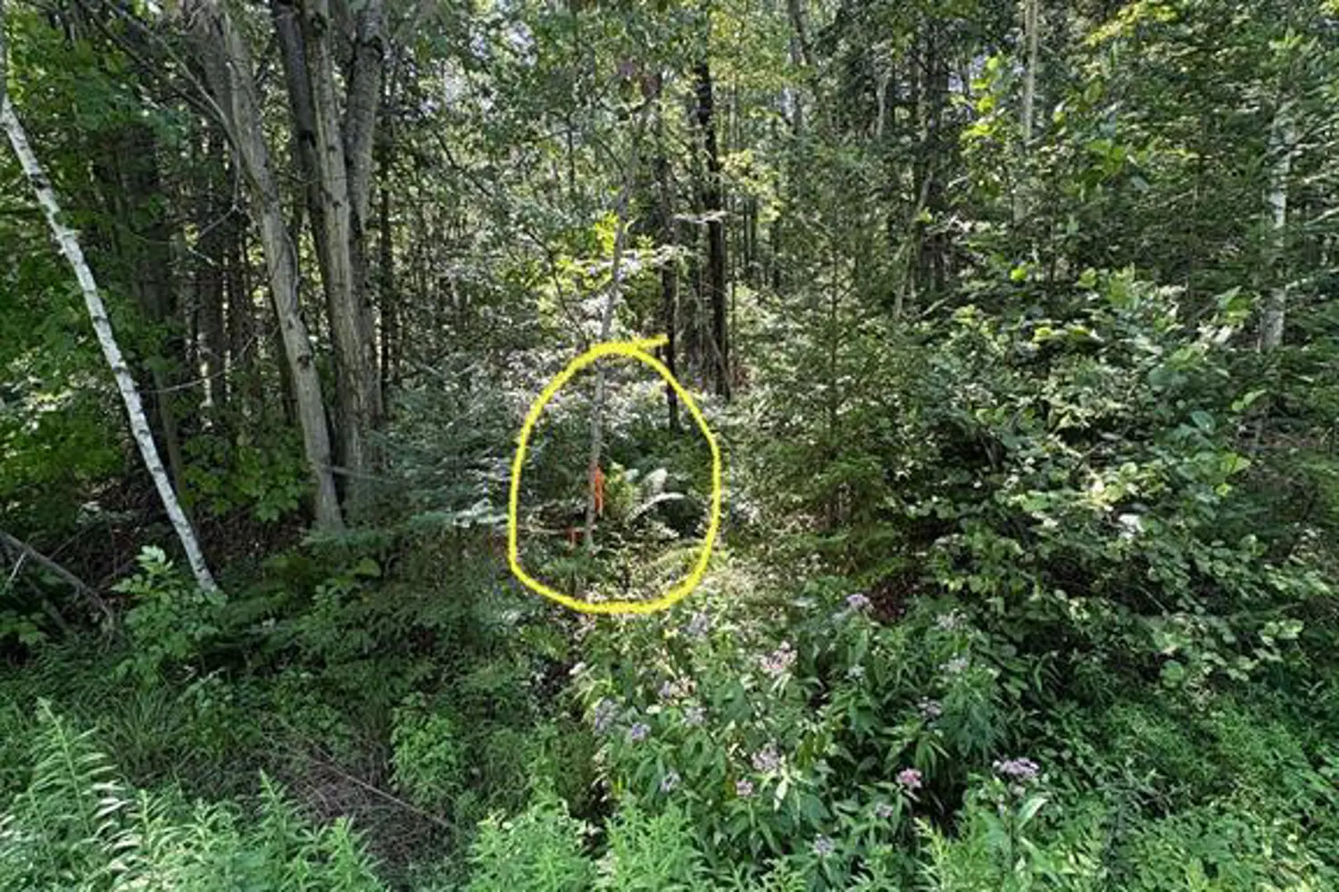 Additional image 11 of 0 Lot 1 Conc. 2 Part 4 Boundary Road