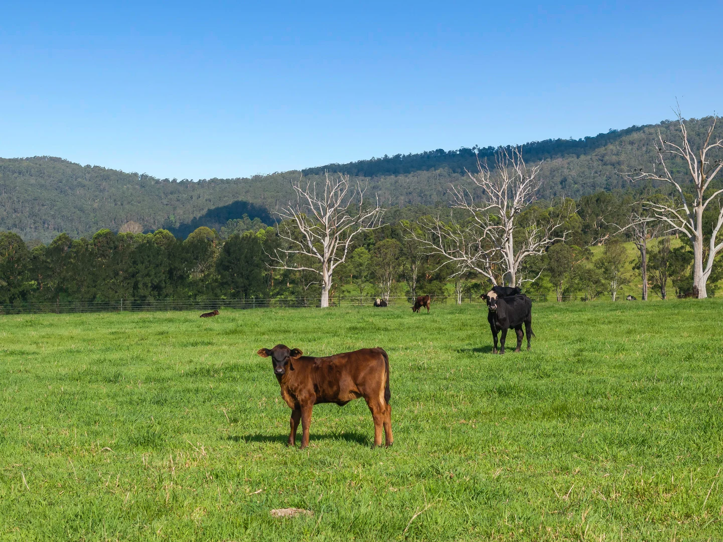Additional image 7 of 119 Duck Creek Road, Old Bonalbo NSW 2469