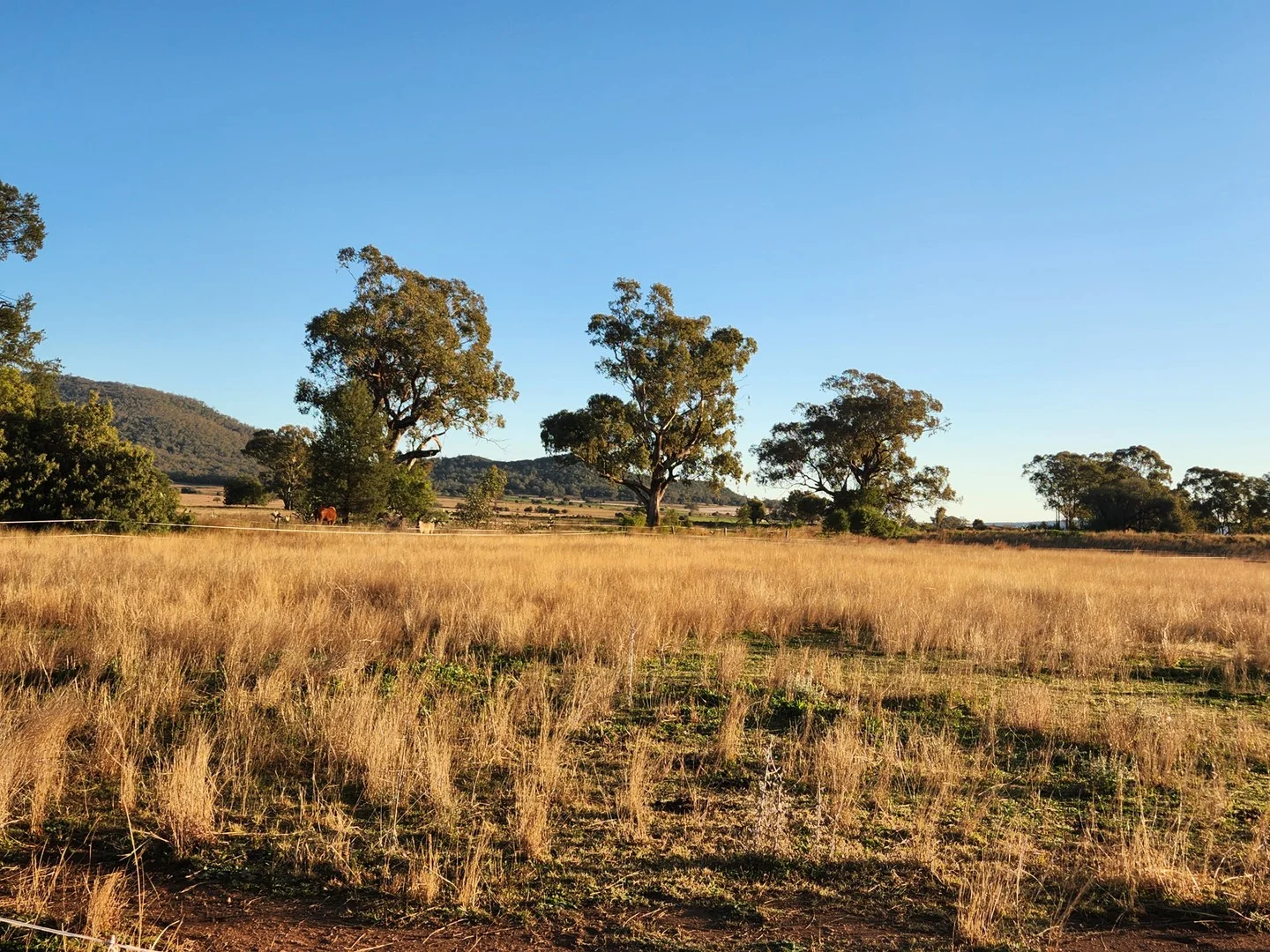 Additional image 21 of 164 Voca Rd, Curlewis NSW 2381