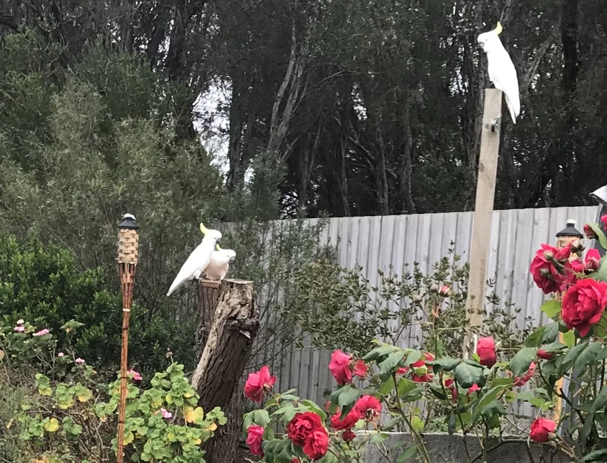 Additional image 26 of 131 National Park Road, Loch Sport VIC 3851